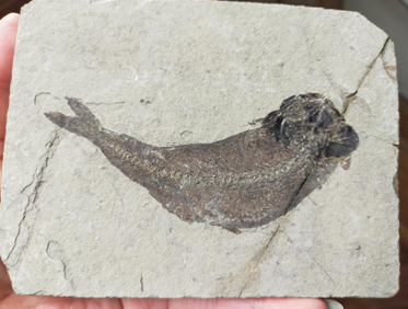 狼鰭魚（Lycoptera）化石・5-3・27g（中国産化石標本）